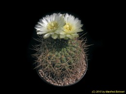 Gymnocalycium schatzlianum 178